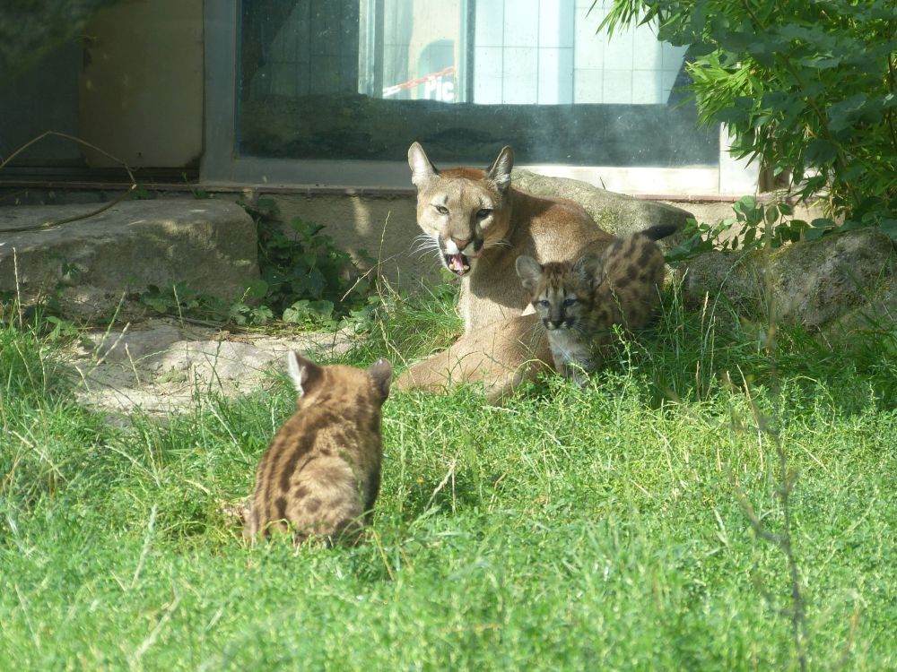 Puma (Berglöwe, Silberlöwe)